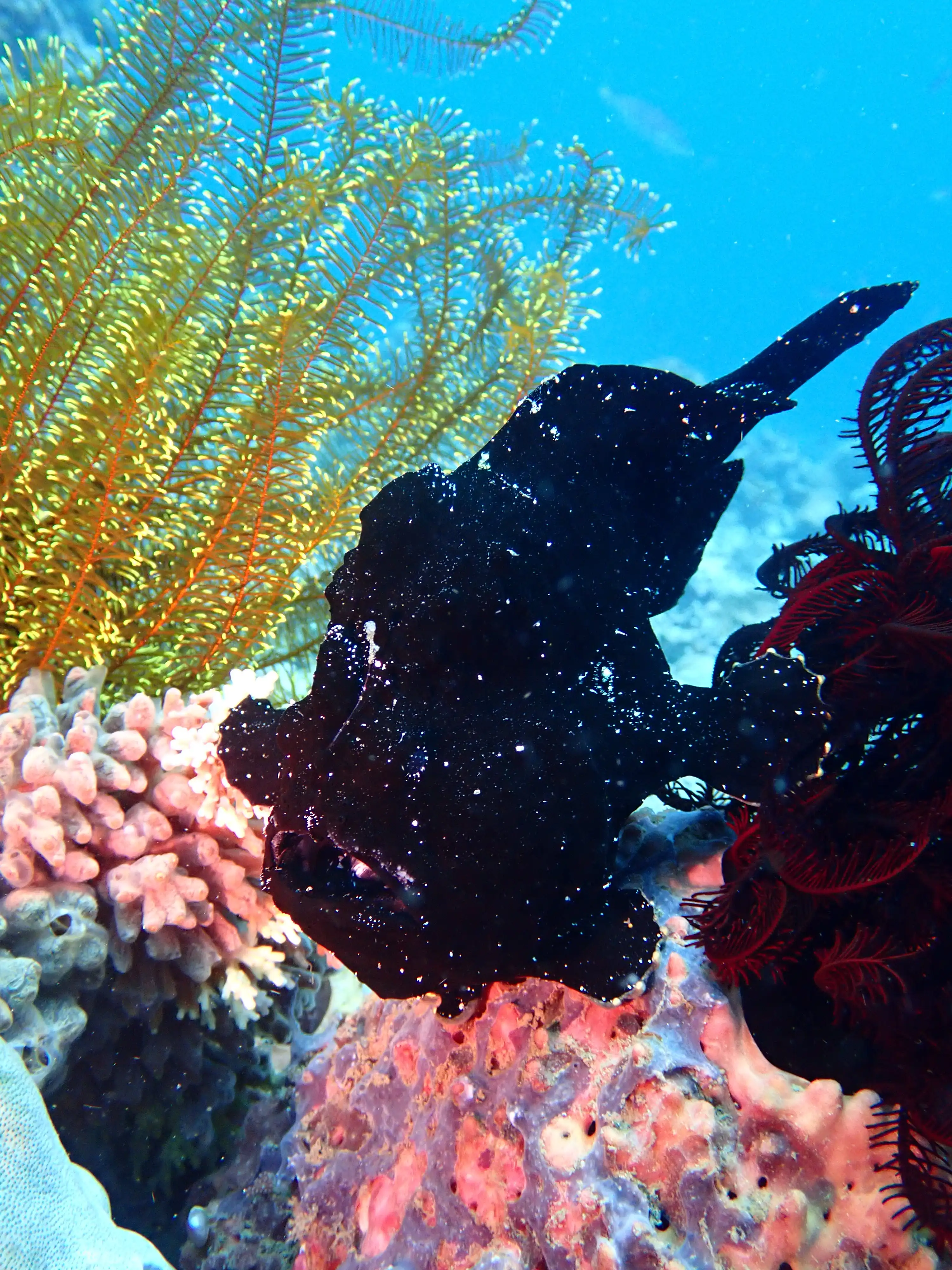 Giant frogfish - La Tortue house reef - 24m